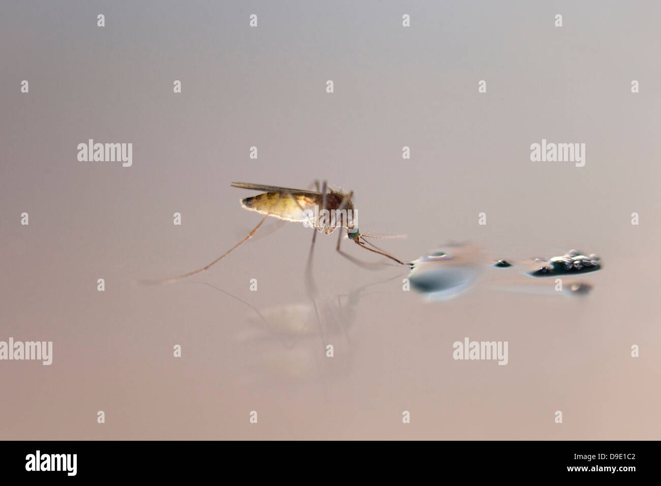 Close up view of a mosquito drinking water Stock Photo