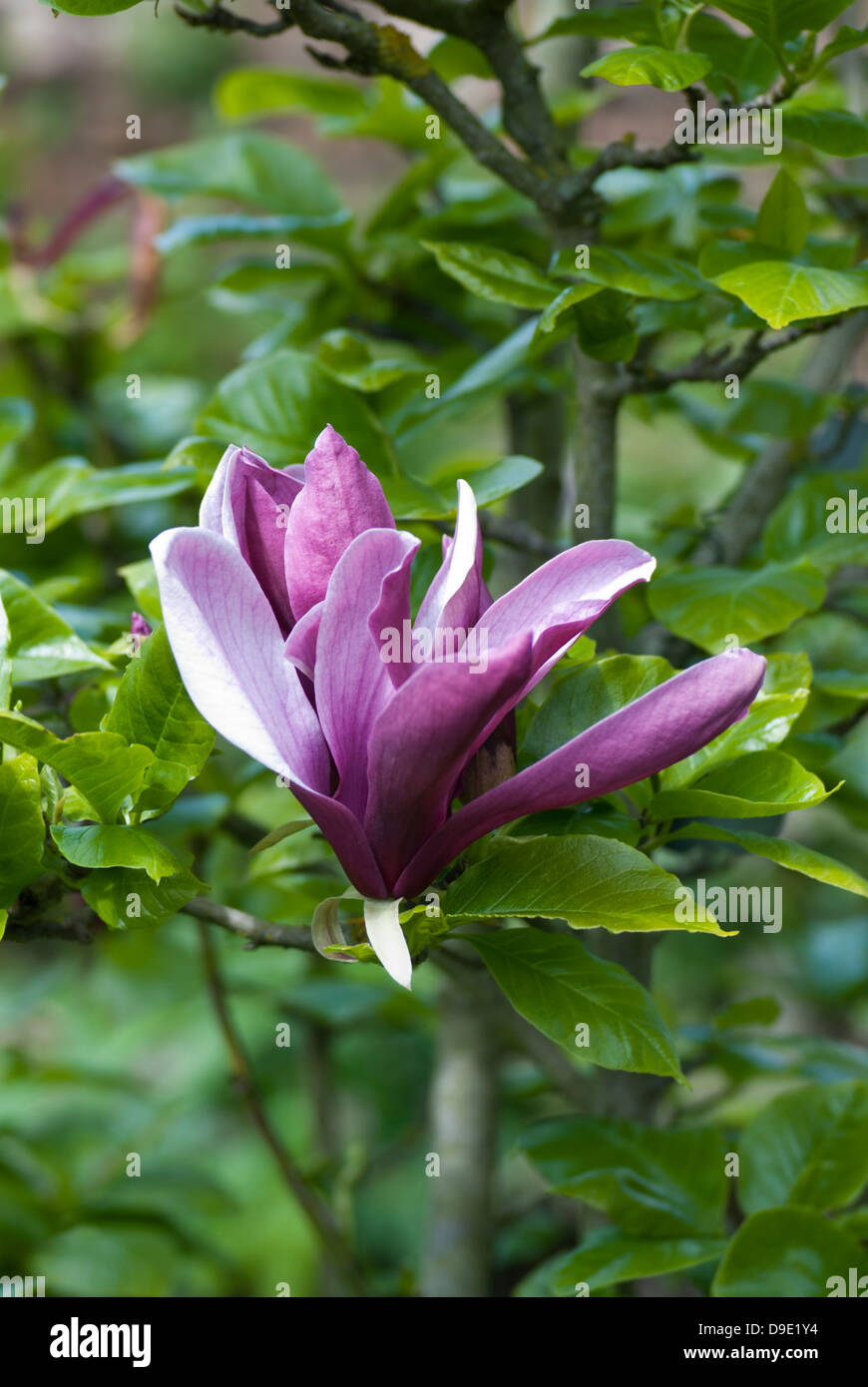 Magnolia lilliflora Nigra, black lily magnolia Stock Photo