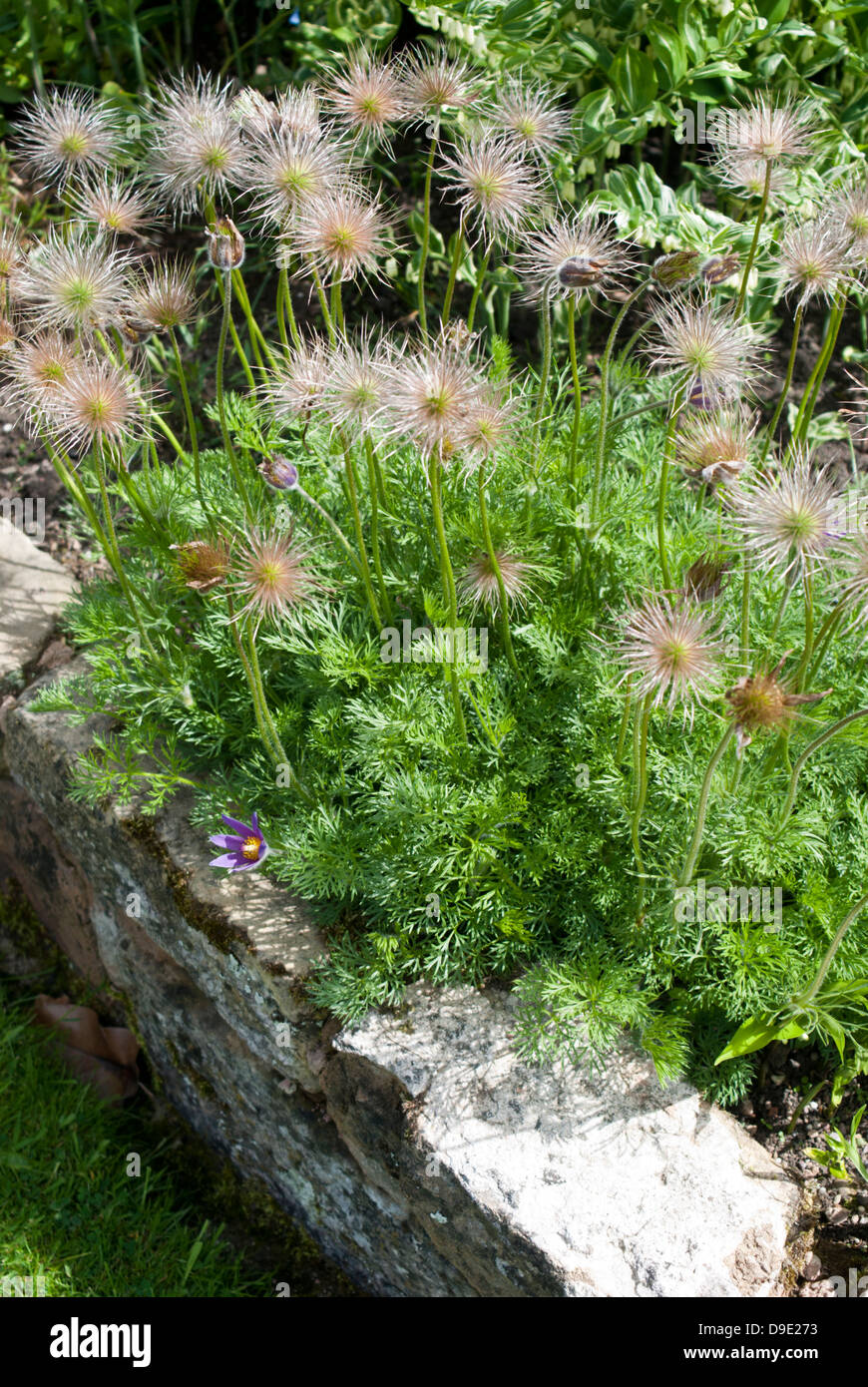 Pulsatilla vulgaris (Pasque flower), with flower, foliage and seed head