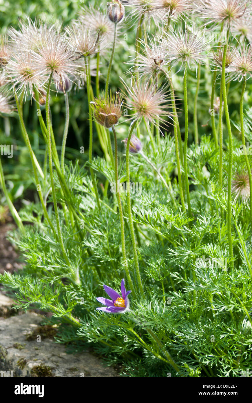 Pulsatilla vulgaris (Pasque flower), with flower, foliage and seed head. Stock Photo