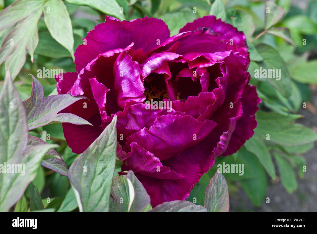 Peony, Paeonia sitifukujin Stock Photo Alamy