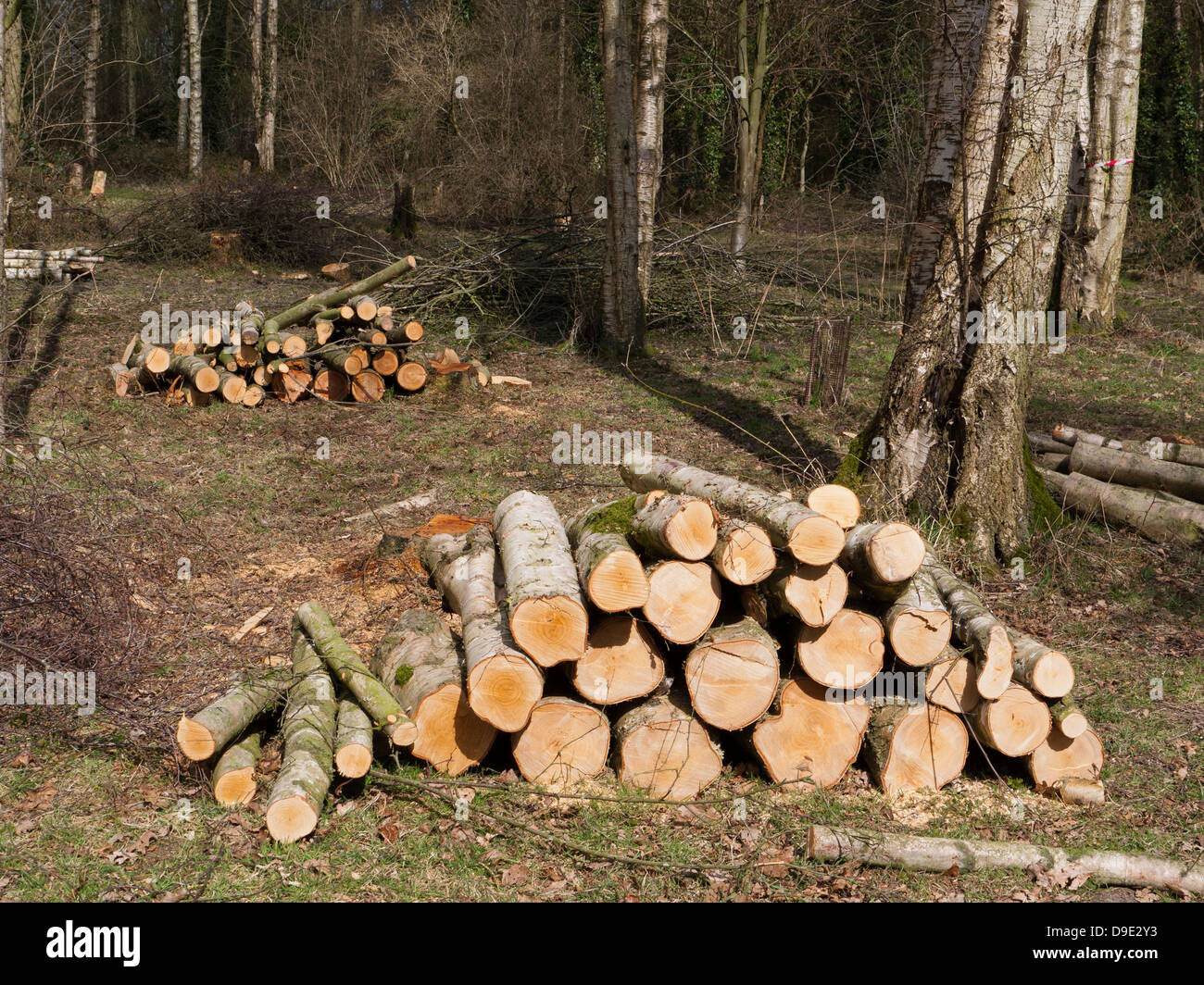 Uk, Cheshire, pile of freshly harvested timber Stock Photo