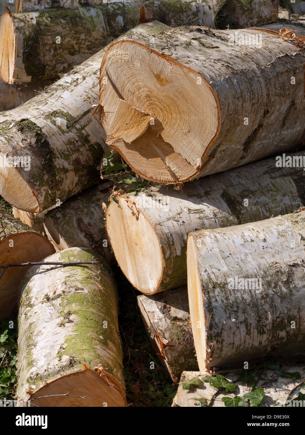 Uk, Cheshire, pile of freshly harvested timber Stock Photo