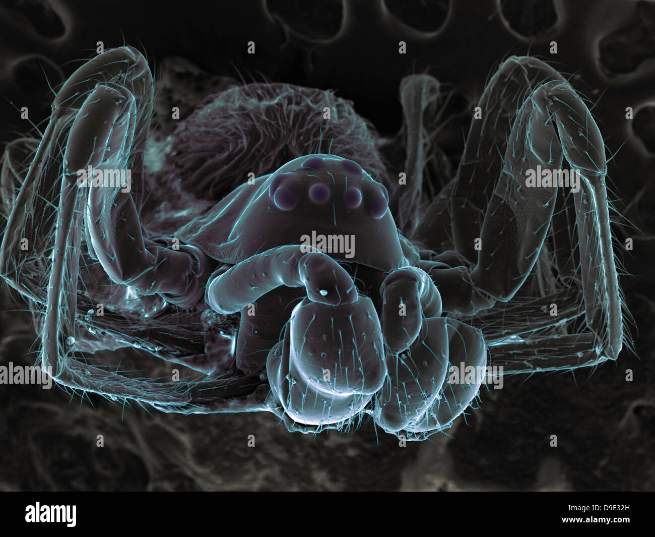 High vacuum SEM image of very small spider (frontal view larger magnification) Stock Photo