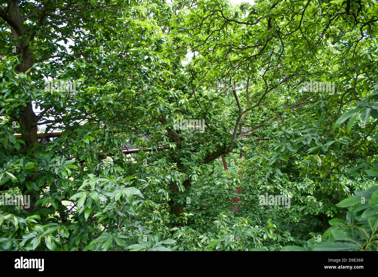 Xstrata Treetop Walkway, Kew Royal Botanic Gardens, London, UK Stock Photo