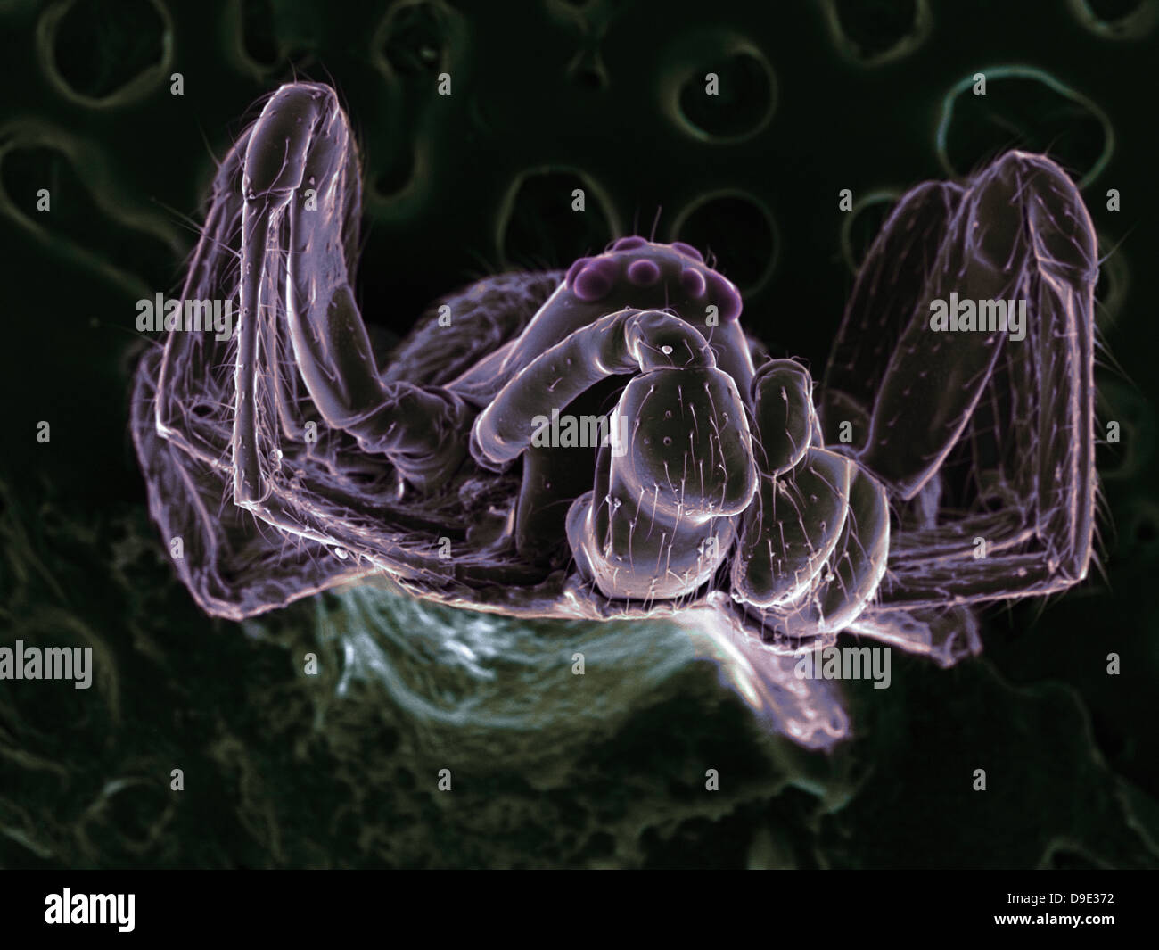 High vacuum SEM image of very small spider (frontal view) Stock Photo