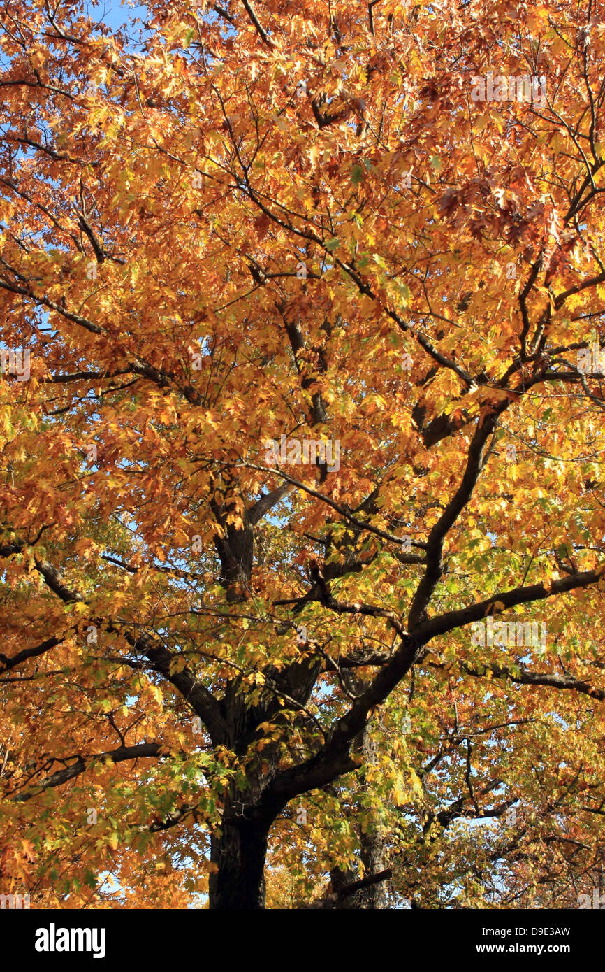 FALL AUTUMN, YELLOW ORANGE LEAVES MAPLE TREE, BRANCHES, BEECH CREEK, CLINTON COUNTY, PENNSYLVANIA, USA Stock Photo