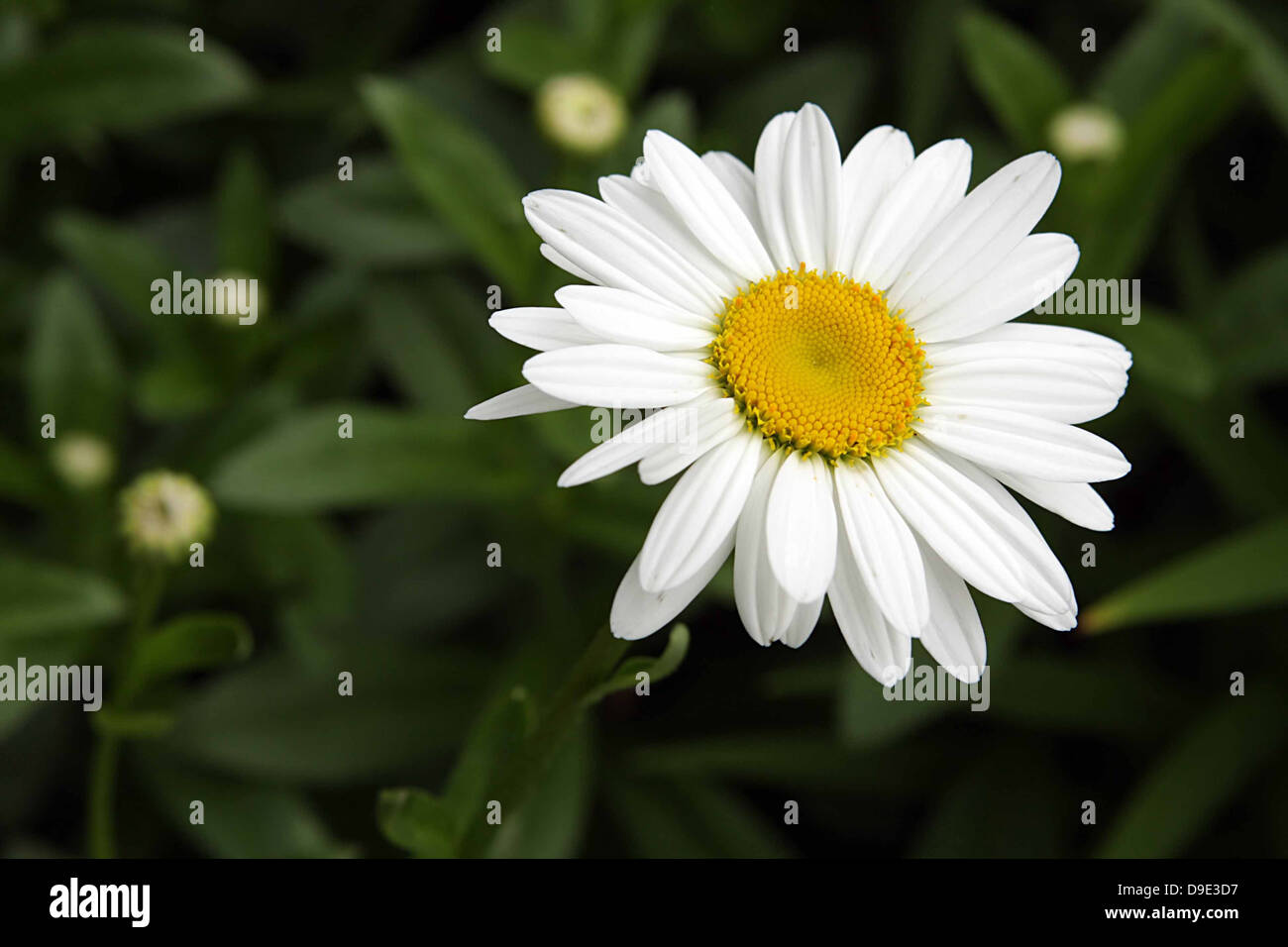 WHITE AND YELLOW DAISY FLOWER IN GREEN GARDEN Stock Photo - Alamy