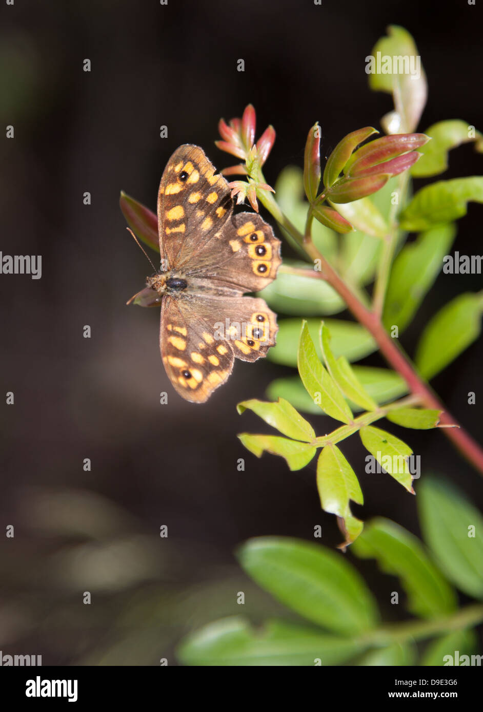 Speckled wood butterfly macro Stock Photo