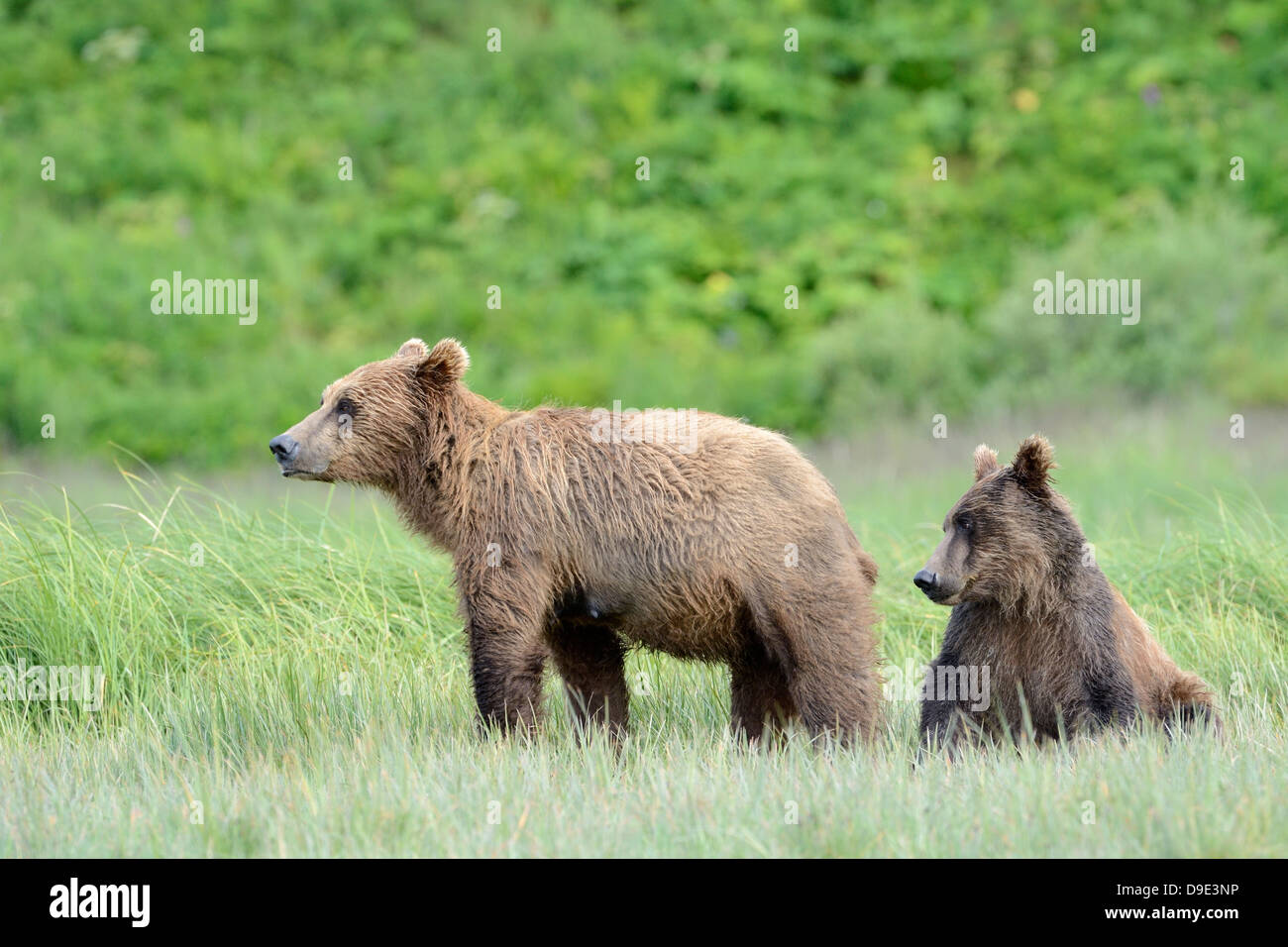 Two Grizzly Bear cubs together Stock Photo