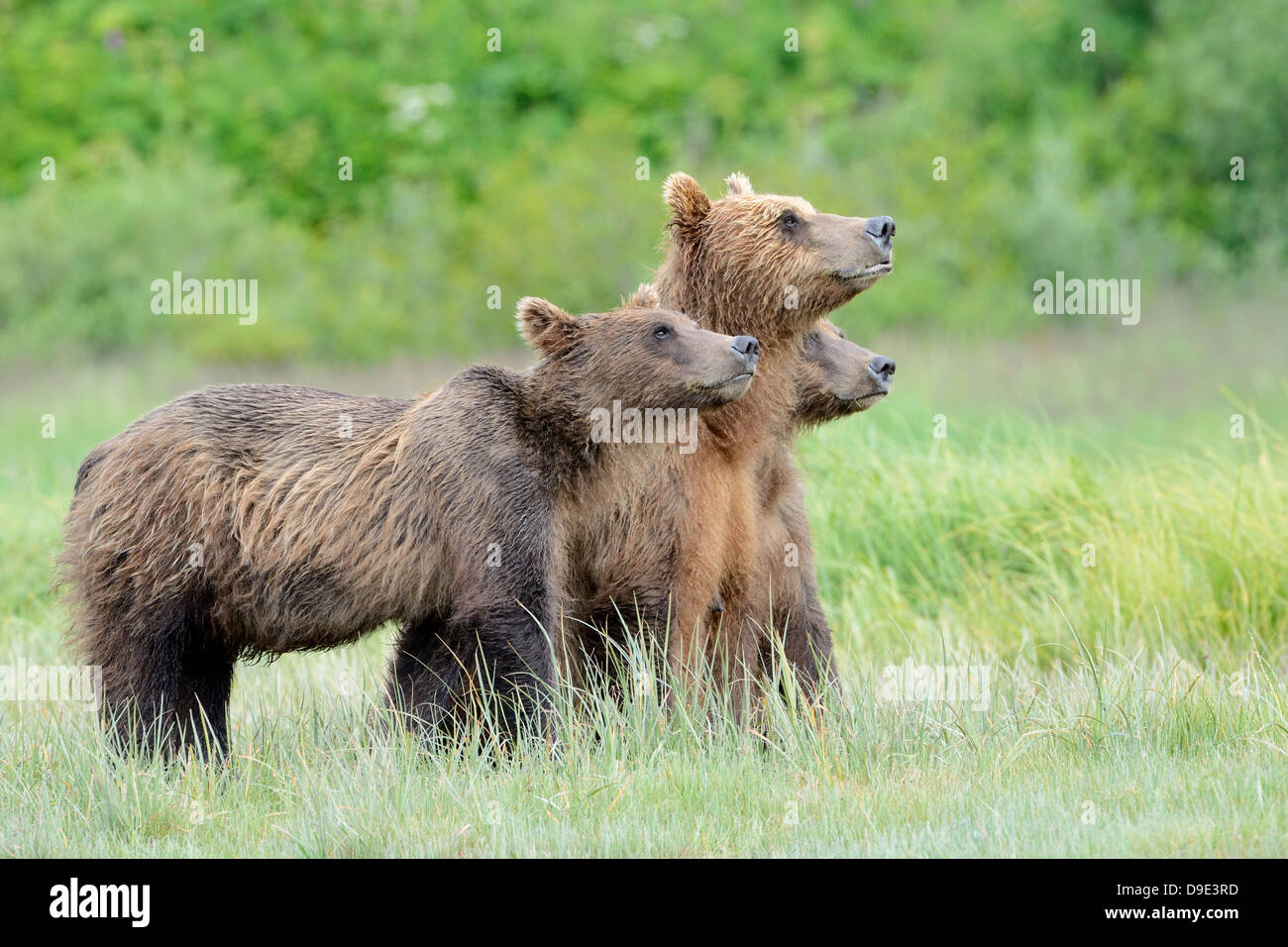 Grizzly Bear mother with two cubs looking at something Stock Photo