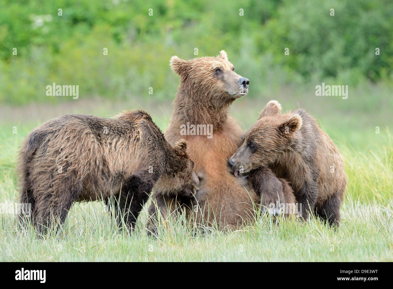 Grizzly Bear mother feeding her two cubs. Stock Photo
