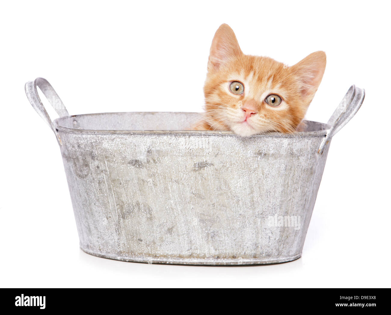 Ginger kitten sitting in a bath Stock Photo