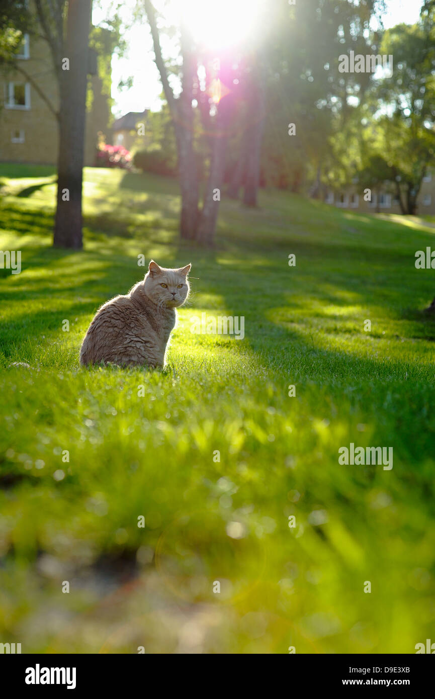 A cat sitting on a lawn Stock Photo Alamy