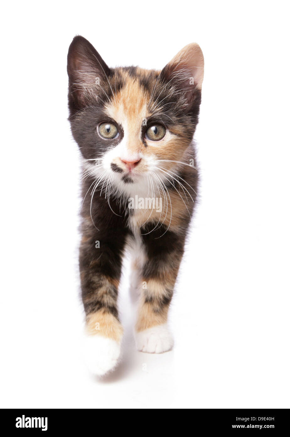 kitten in a studio Stock Photo