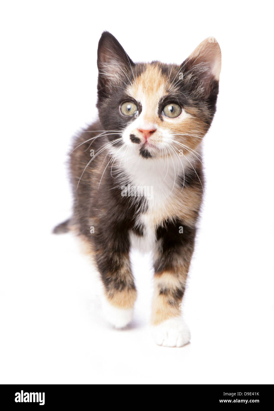 kitten in a studio Stock Photo