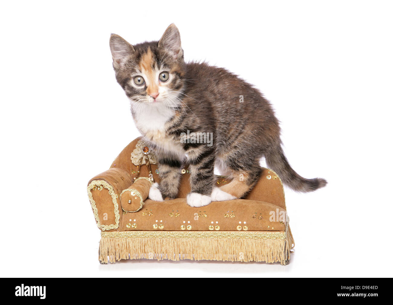 kitten sitting on a chaise lounge Stock Photo