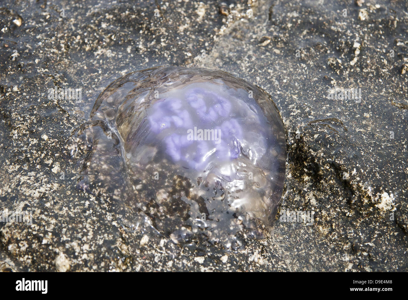 Pink Jellyfish on the beach (in the water Stock Photo Alamy