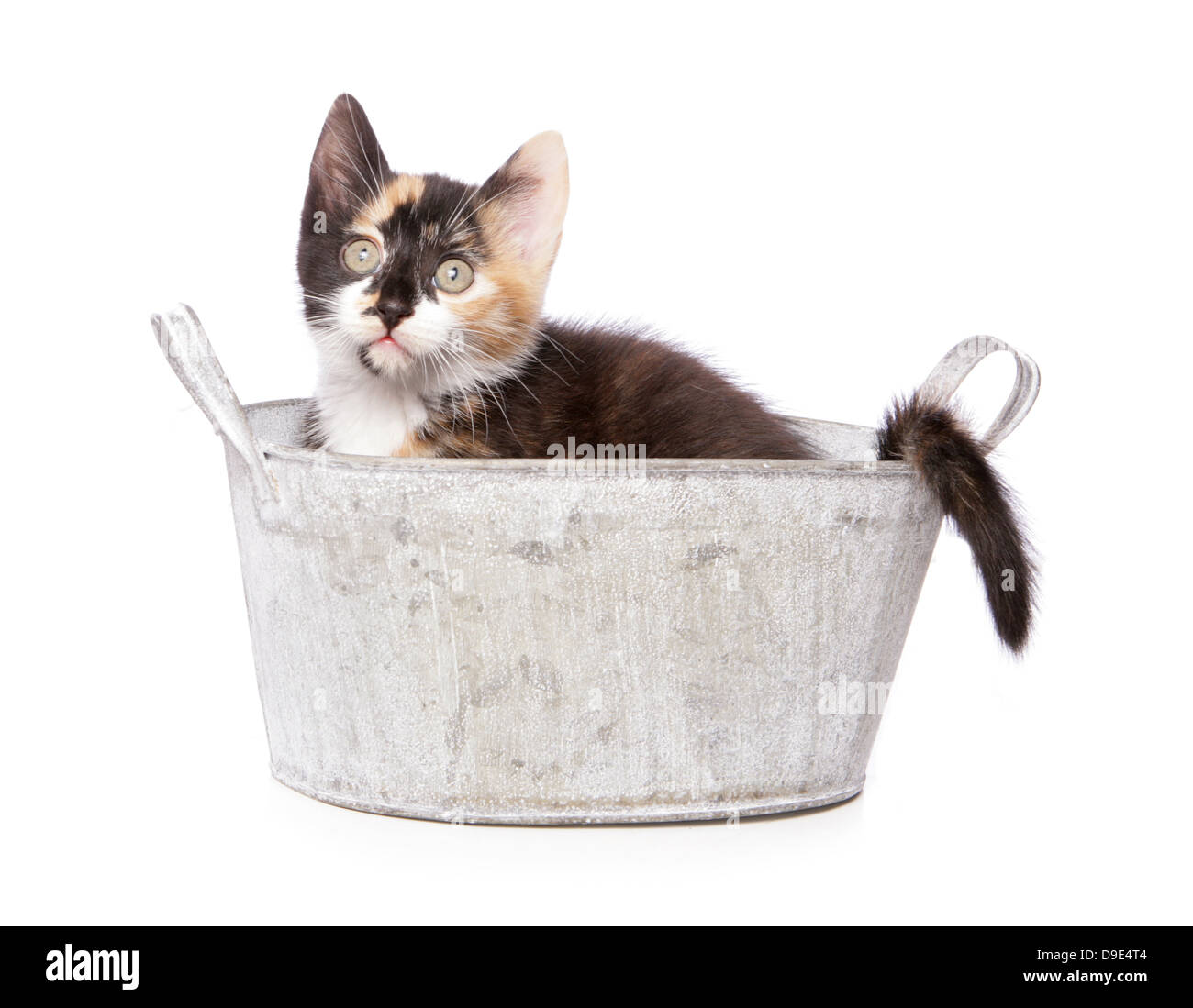 kitten in a bath Stock Photo