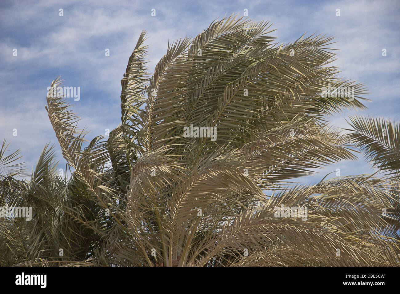 African Palm trees at bright summer day Stock Photo Alamy