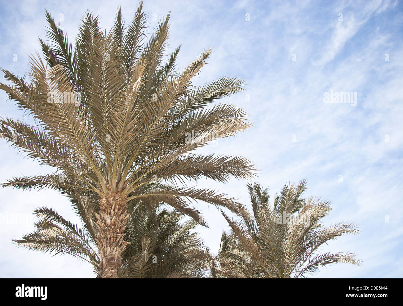 African Palm trees at bright summer day Stock Photo Alamy
