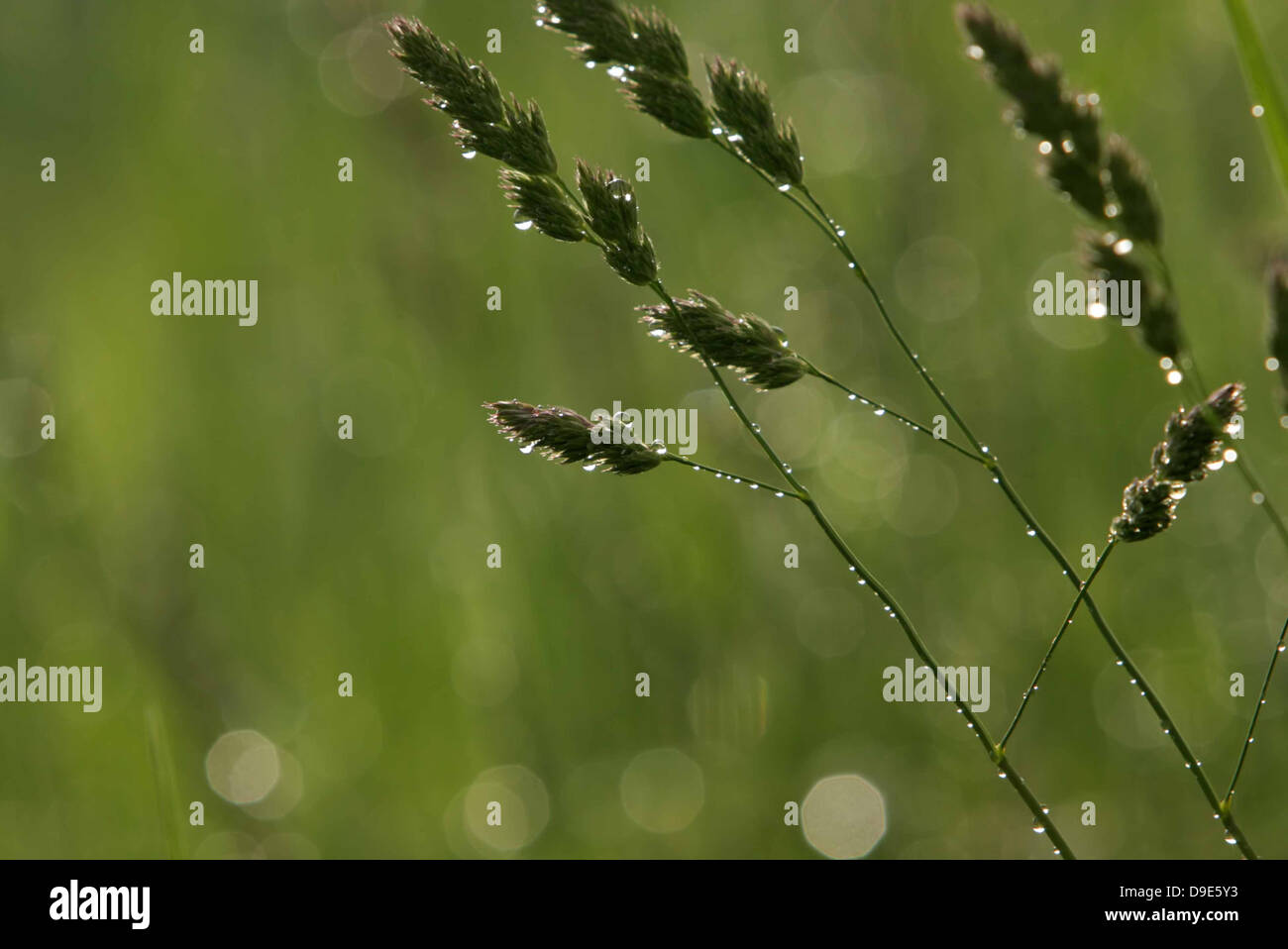 RAINDROPS RAIN WATER ON ALFALFA HAY GRASS GREEN Stock Photo