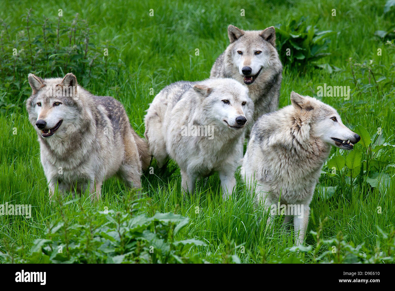 A pack of Four European Grey Wolves playing in grass Stock Photo