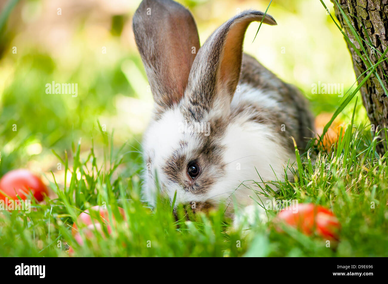 Easter bunny eating grass and playing between colorful eggs and green background. Easter Wallpaper Stock Photo