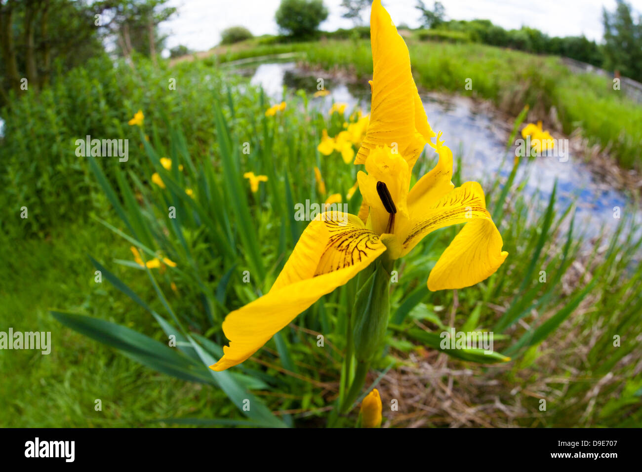 Yellow Flag (Iris pseudacorus) flower, wide angle in habitat, London