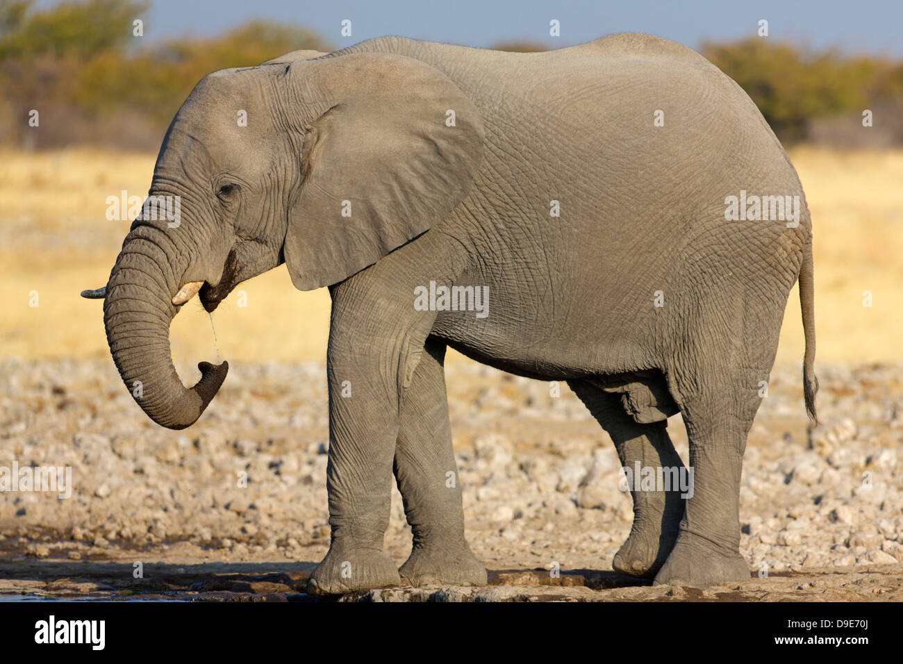 African Bush Elephant African Savanna Elephant Afrikanischer Elefant african-bush-elephant-african-savanna-elephant-afrikanischer-elefant