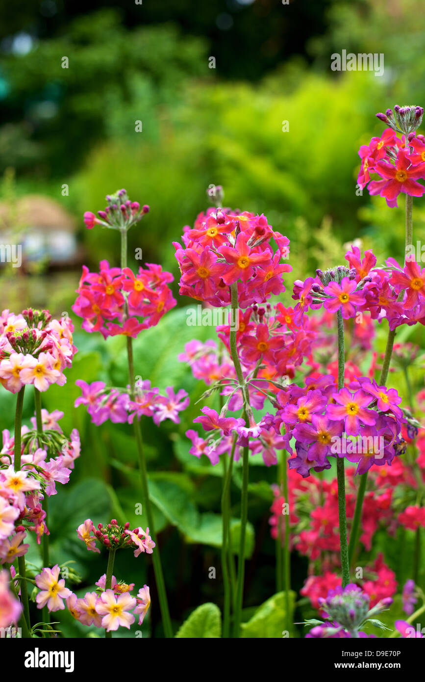 Candelabra Primula "Primula beesiana" "Primula japonica" and "Primula