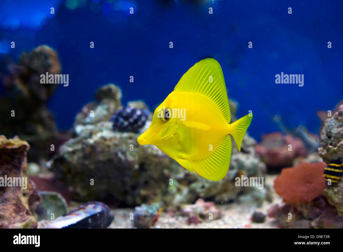 Curious Zebrasoma Flavescens yellow tang fish. Stock Photo