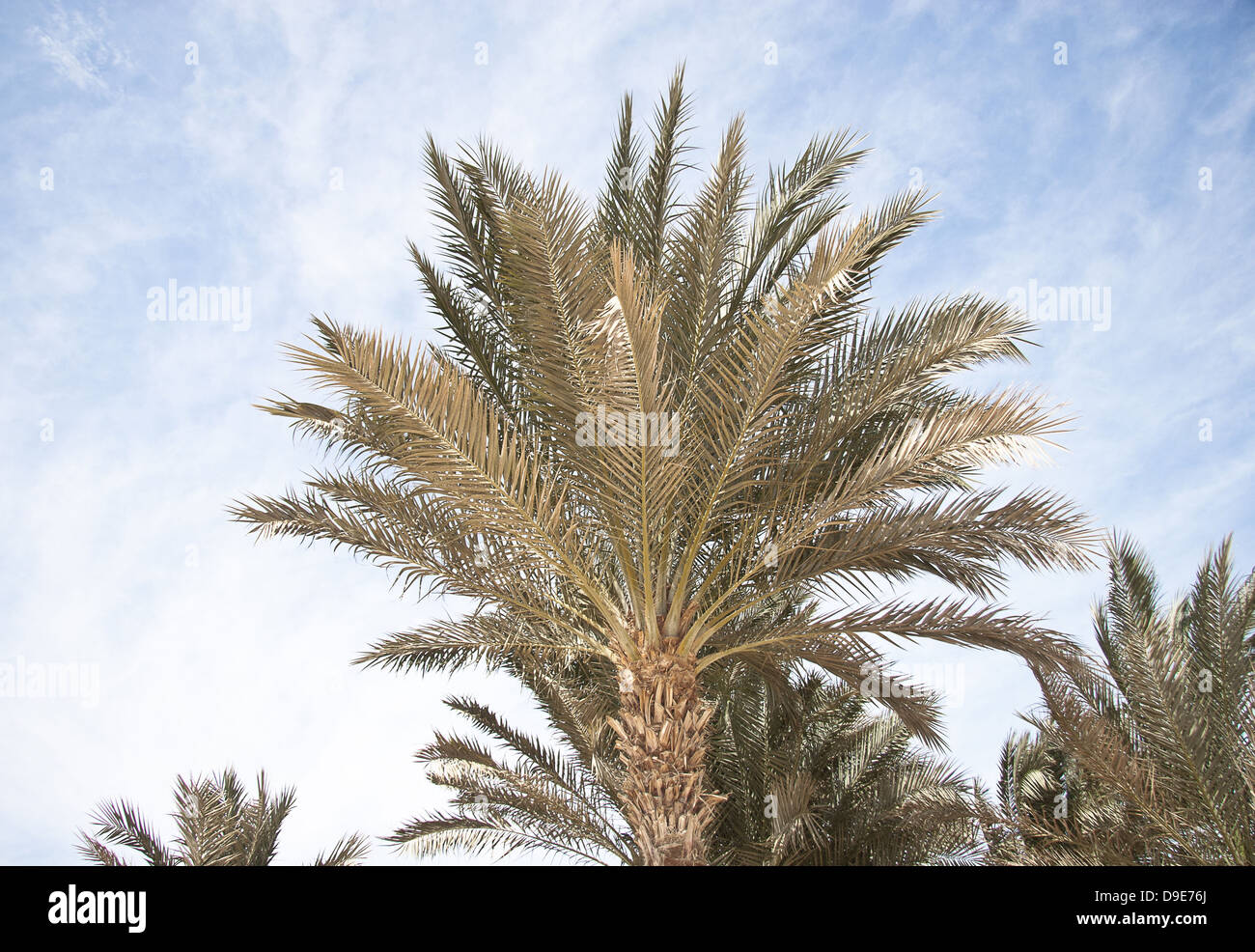 African Palm trees at bright summer day Stock Photo Alamy