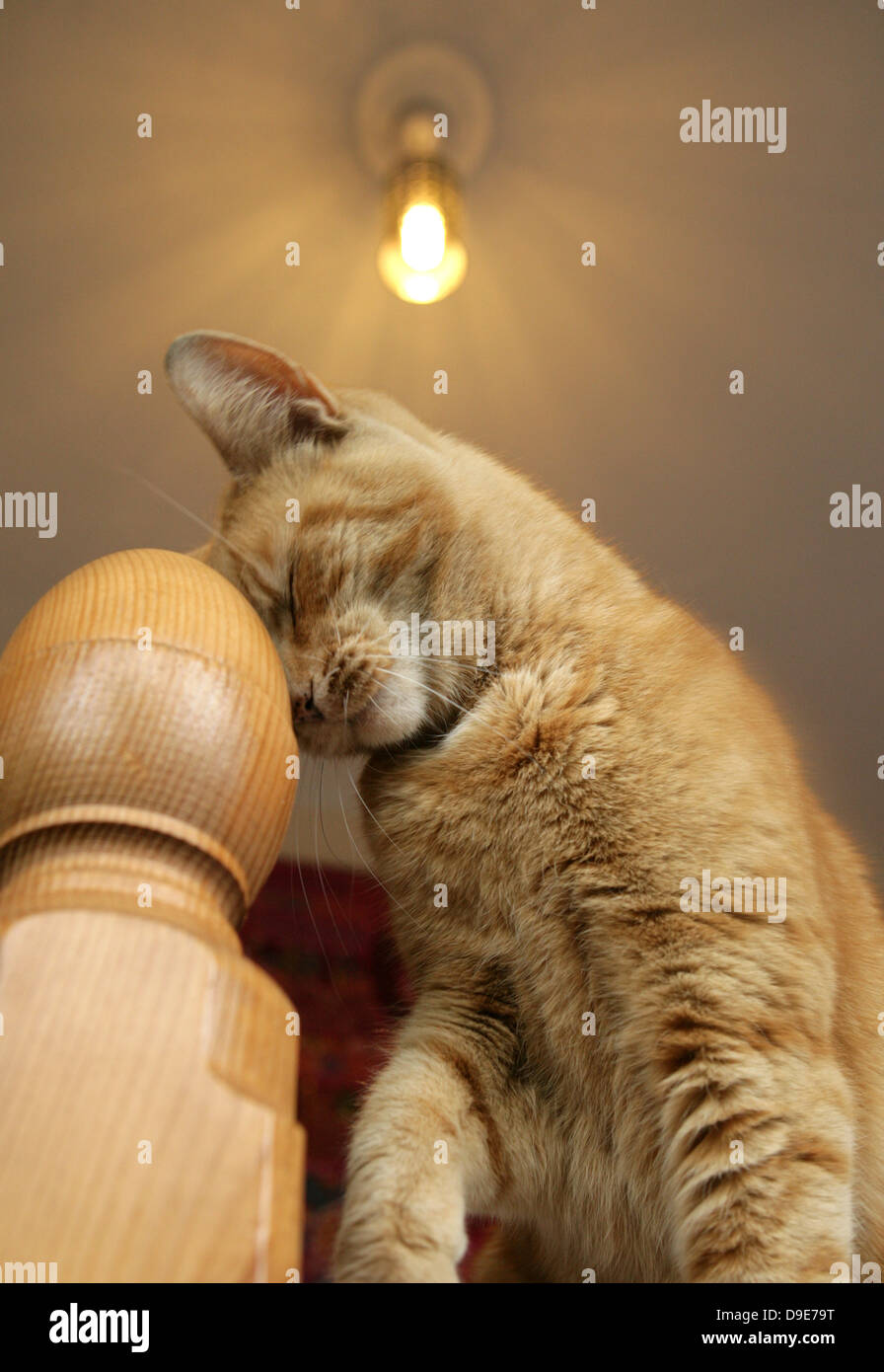 ginger tom cat rubbing Stock Photo Alamy
