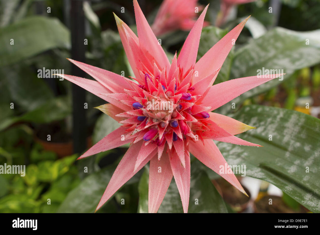 Tropical plant with pink and blue exotic flowers - Aechmea ramosa. Stock Photo