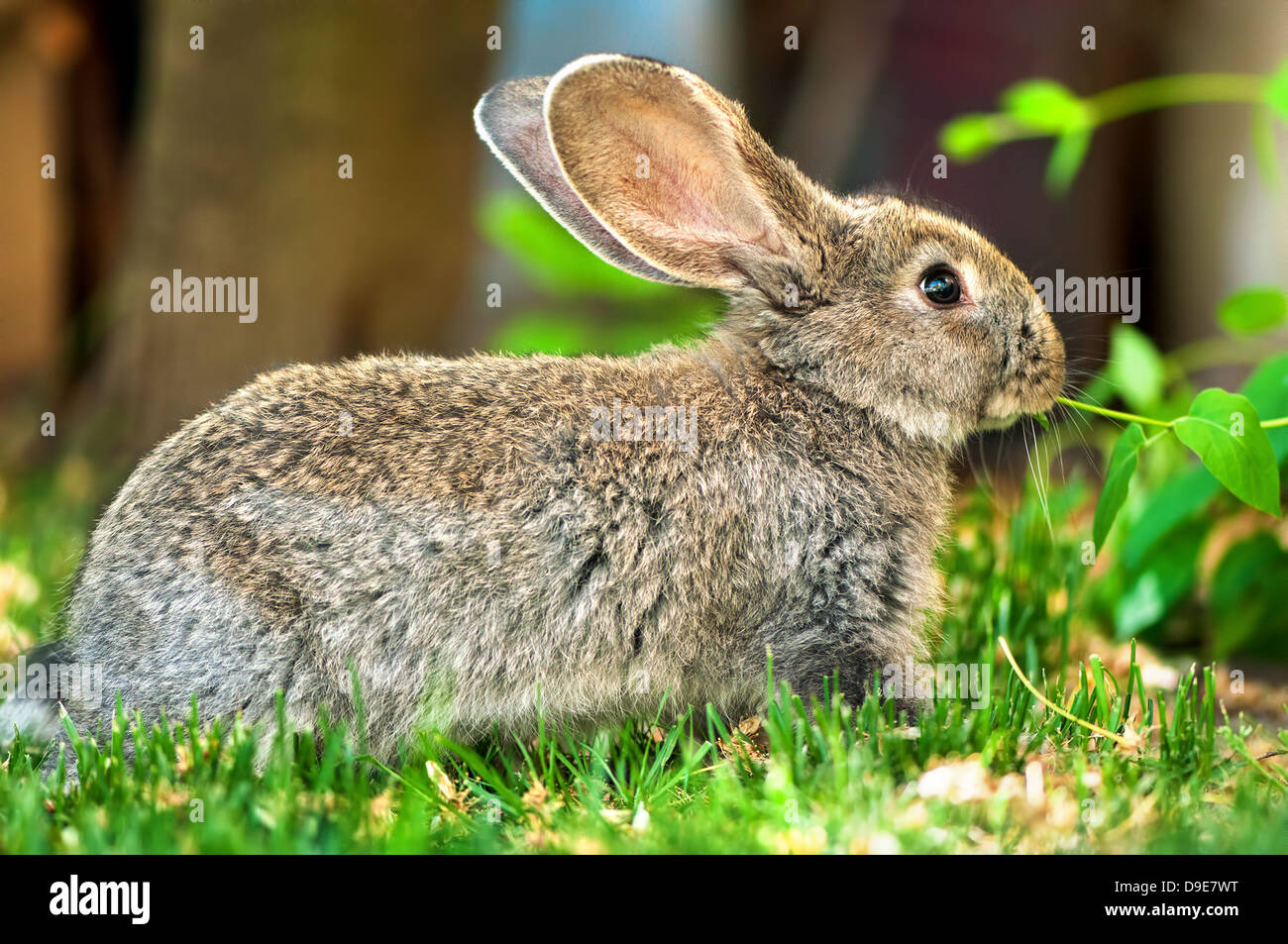 Little brown rabbit hi-res stock photography and images - Alamy