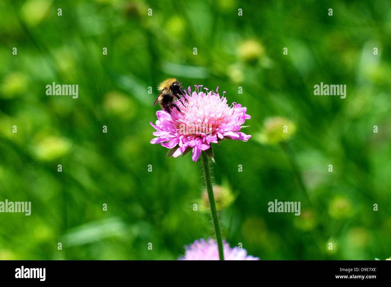 Close up of Scabiosa Columbaria Scabious 'Pink Mist' flowers and a bee in a garden in Surrey in June Stock Photo