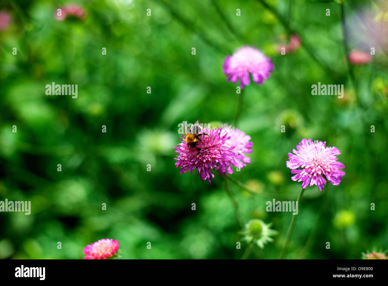 Close up of Scabiosa Columbaria Scabious 'Pink Mist' flowers and a bee in a garden in Surrey in June Stock Photo