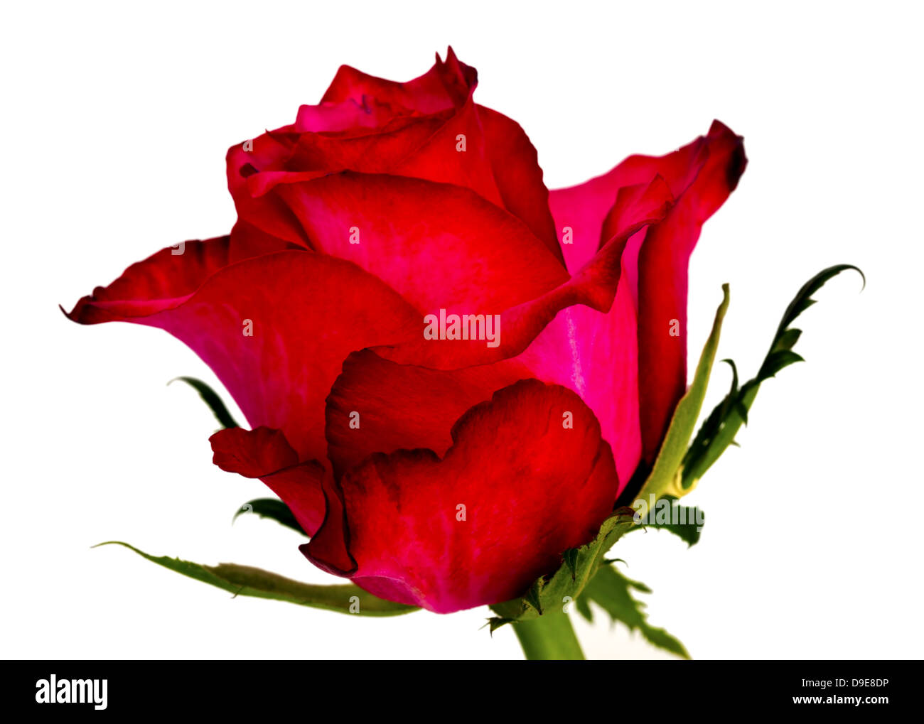 Deep pink petals Cut Out Stock Images & Pictures - Alamy