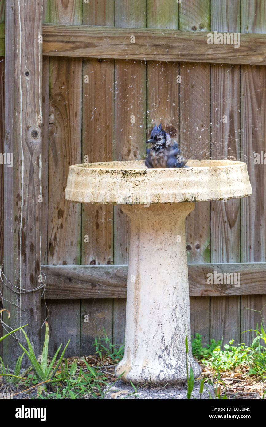 Garden bird bath water feature hires stock photography and images Alamy
