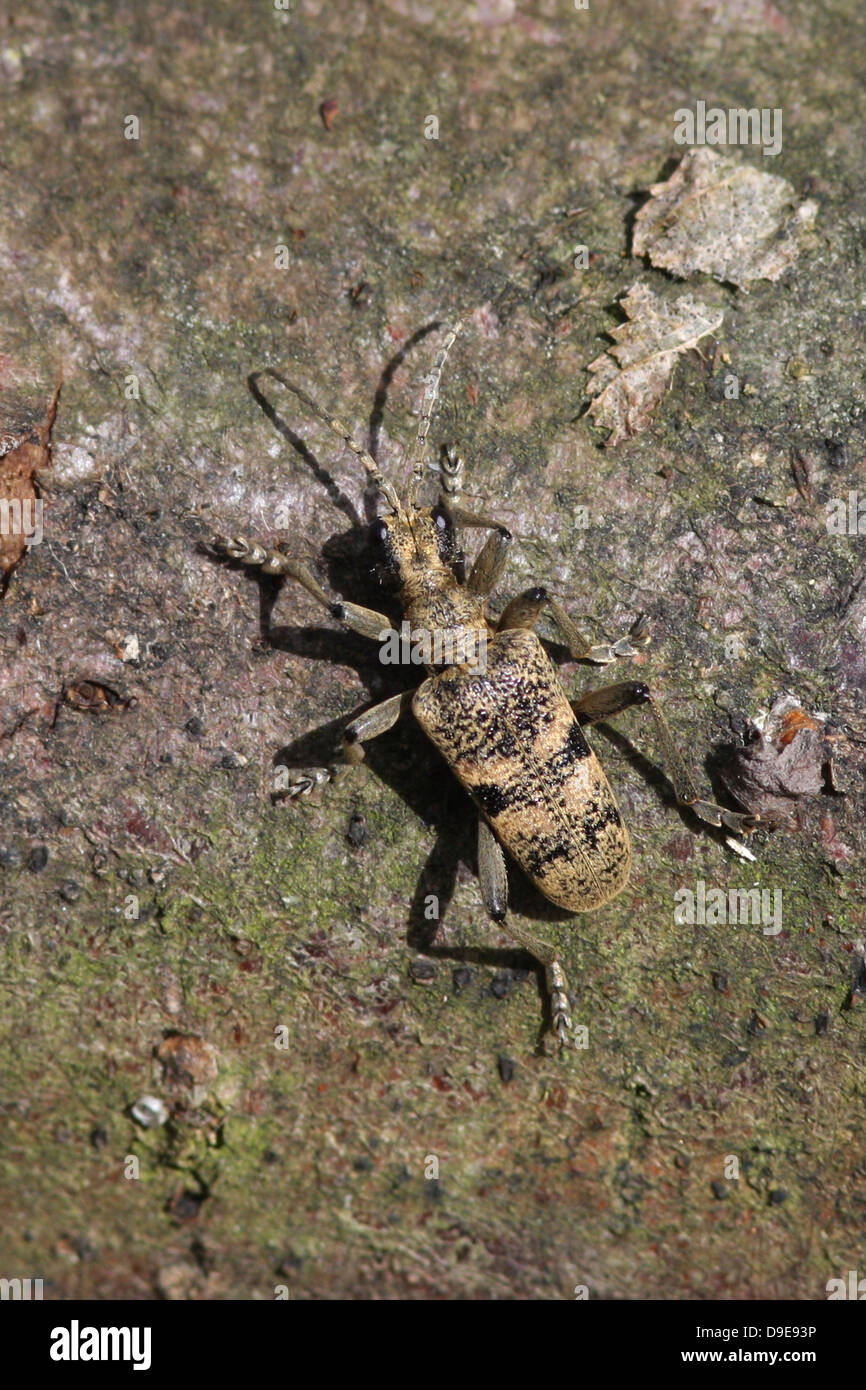 A longhorn beetle Latin name Rhaguim mordax, on Hornbeam Log, also known as Black spotted longhorn, image taken from above Stock Photo