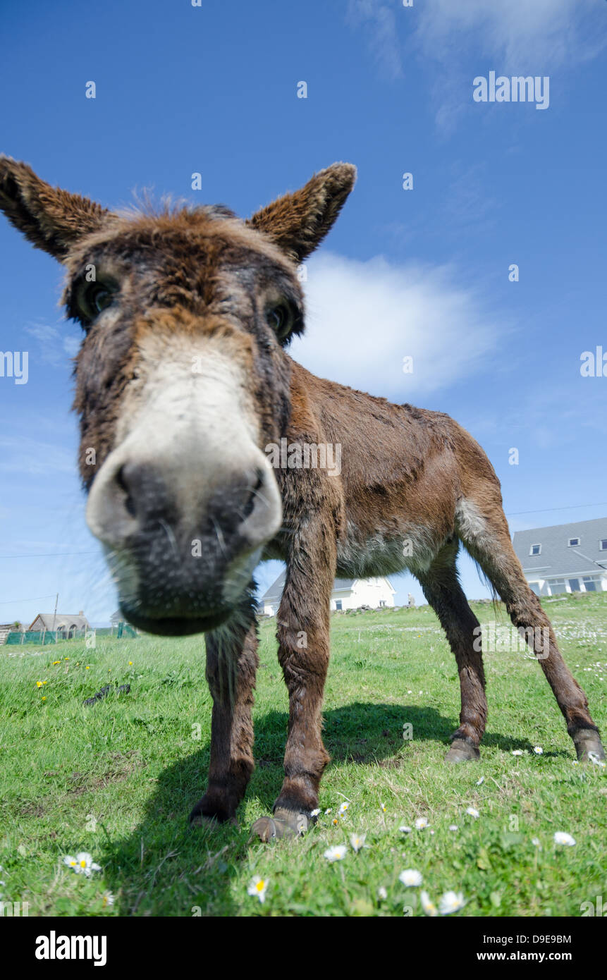 Donkey, dingle, co.Kerry, Ireland Stock Photo Alamy
