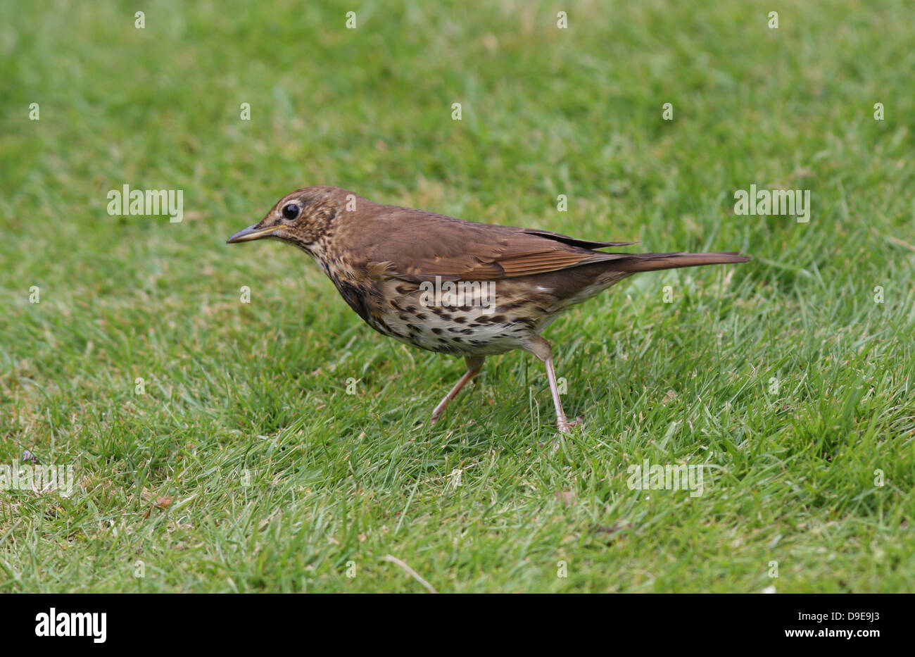 Song Thrush, Turdus philomelos, feeding on grass listening for worms, Stock Photo