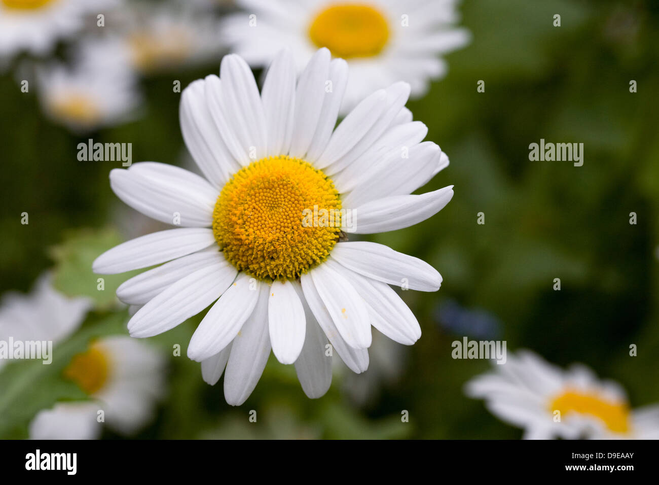 Leucanthemum vulgare. Oxeye daisies in a cottage garden. Stock Photo