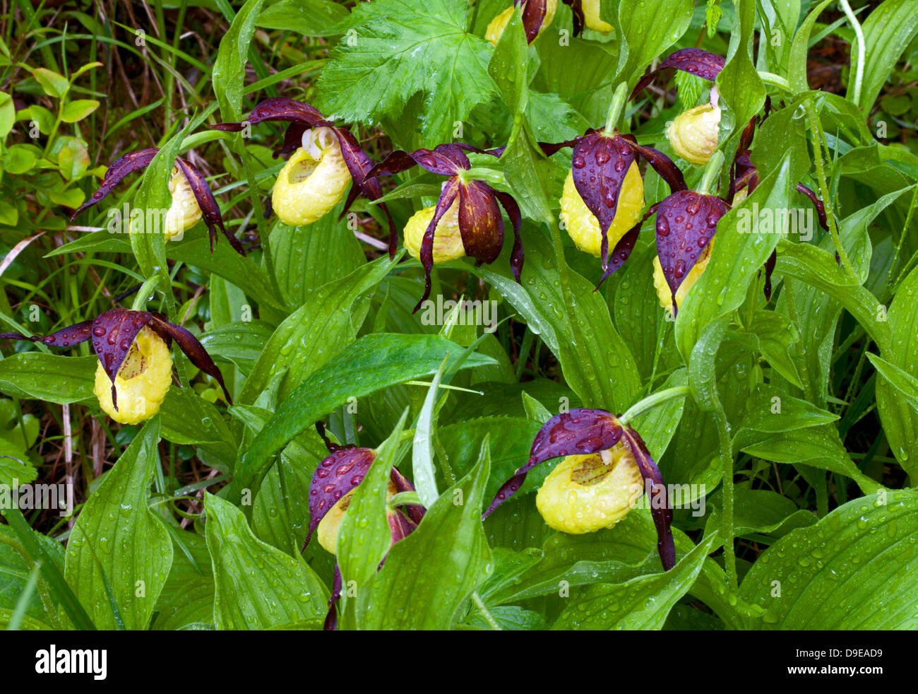 Lady's slipper orchids int the rain (Cypripedium calceolus) Stock Photo