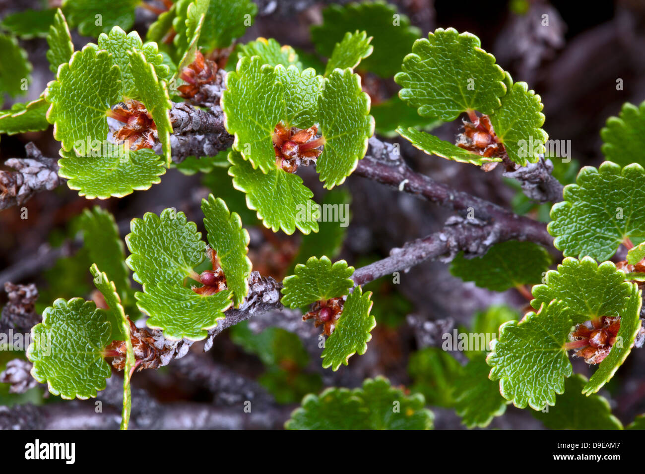 Dwarf birch, (Betula nana) Stock Photo