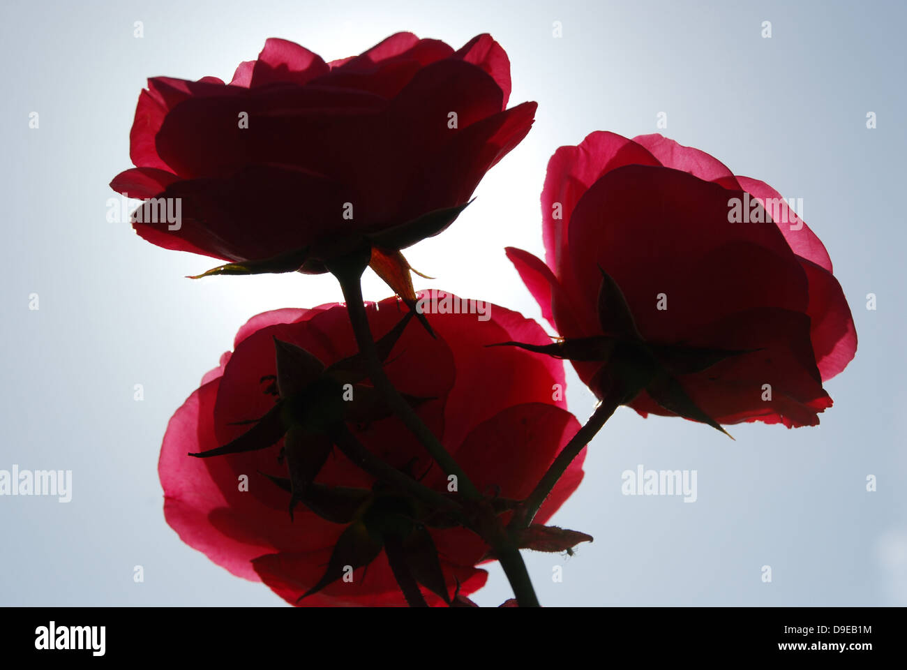England roses sun hi-res stock photography and images - Alamy
