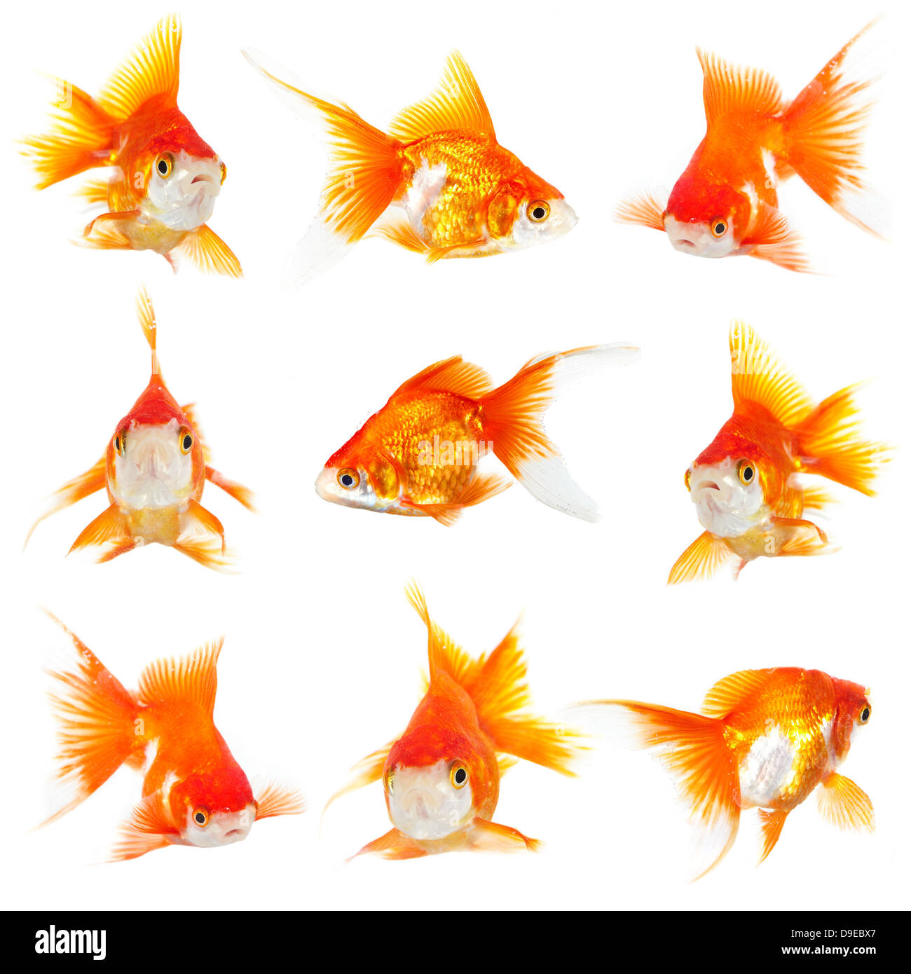 Small tropical river Cut Out Stock Images Pictures Alamy