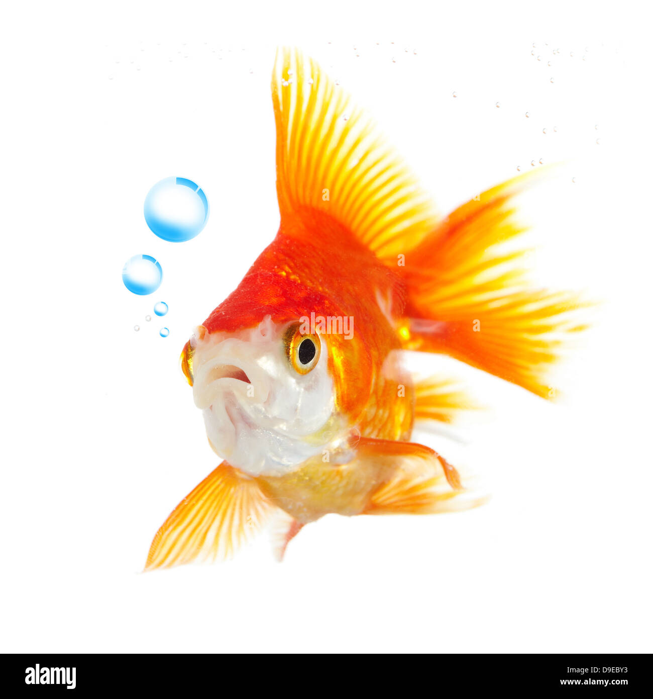 goldfish and bubbles on a white background Stock Photo Alamy