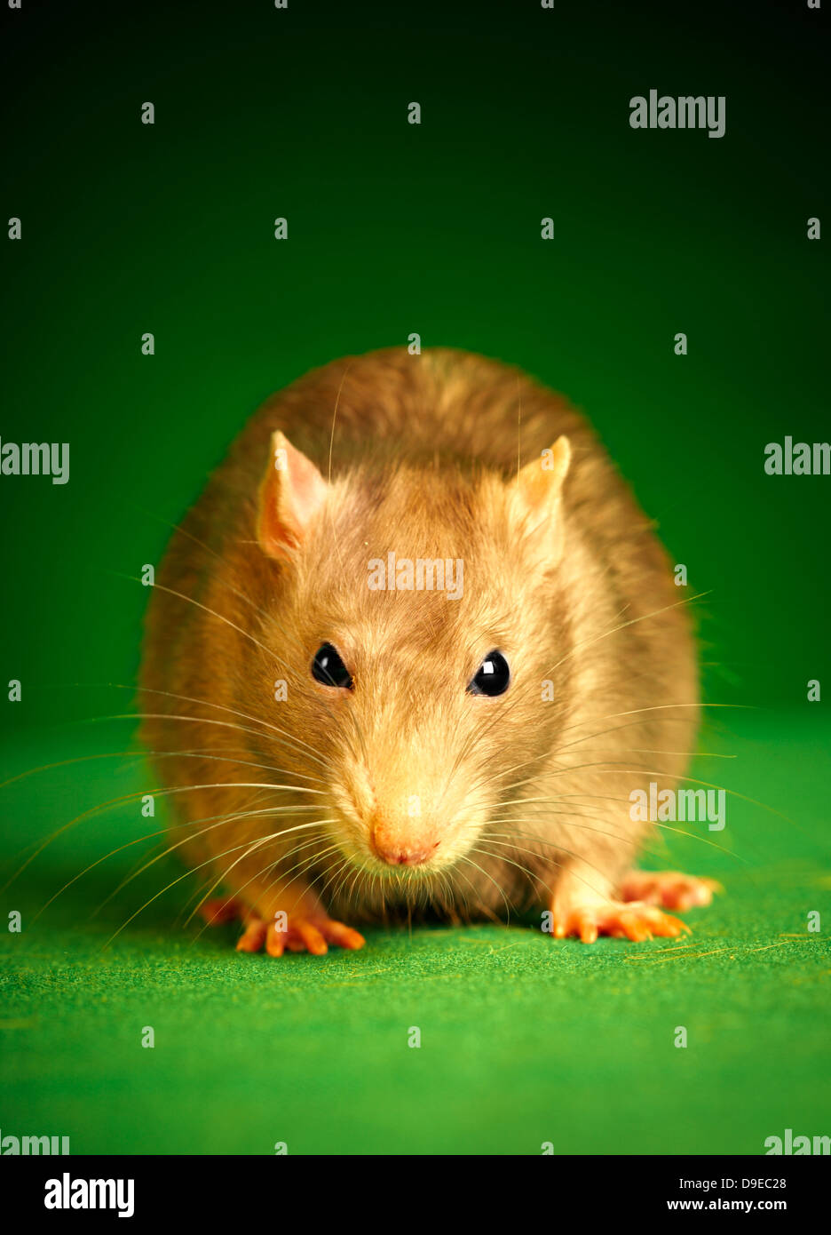 Rat on a green background... Stock Photo